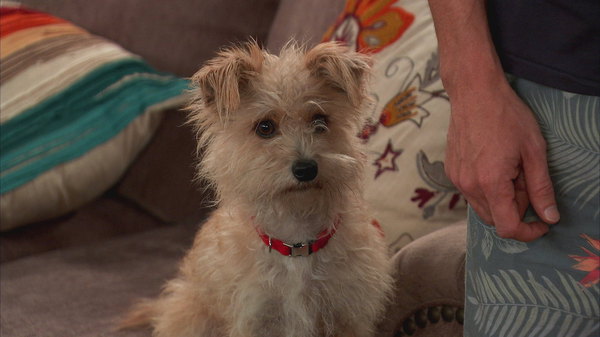 what kind of dog is squishy paws