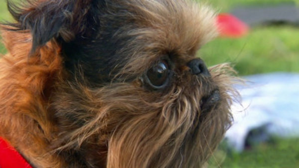 brussels griffon dogs 101