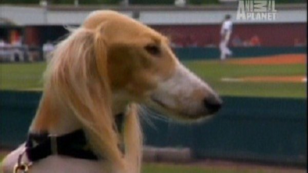 Dogs 101 Season 3 Episode 3