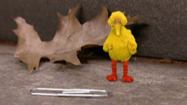 little bird sesame street