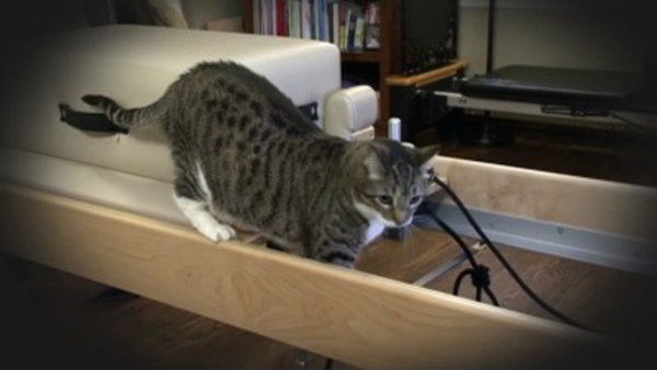 My Cat From Hell Season 2 Episode 1