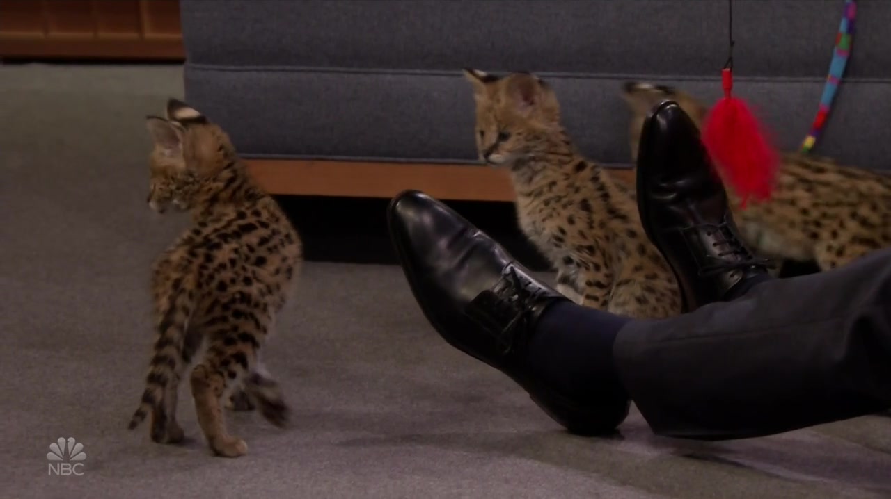 Screenshot of The Tonight Show Starring Jimmy Fallon Season 6 Episode 71 (S06E71)
