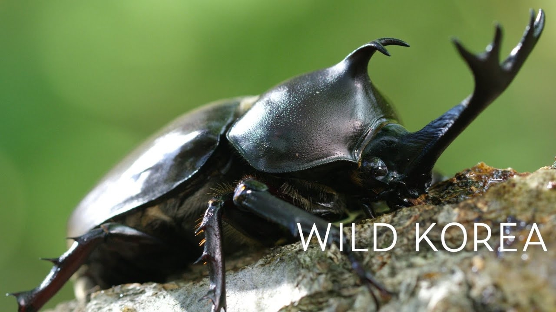 Wild Korea (TV Series 2019)