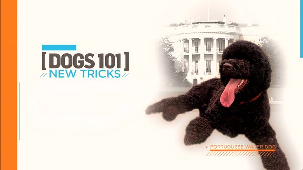 dogs 101 show
