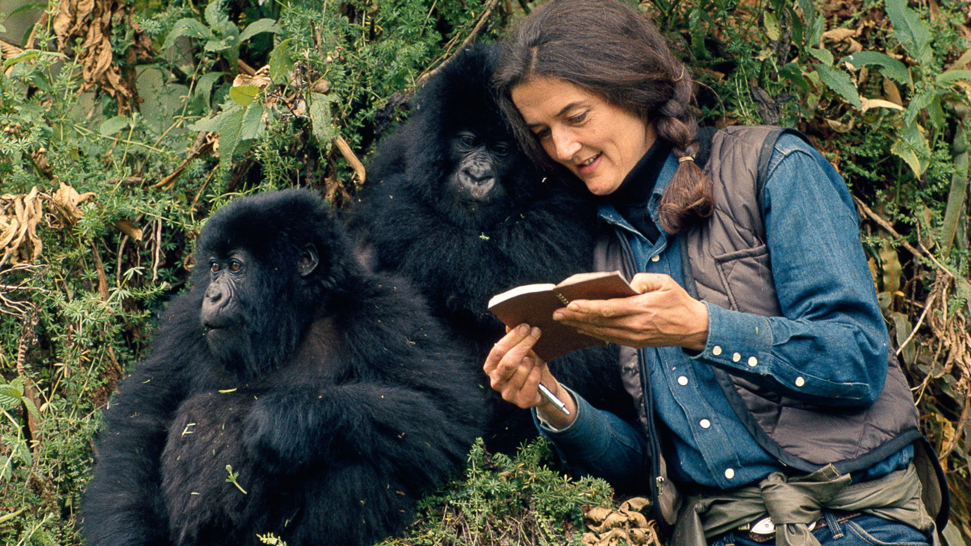 Dian Fossey: Secrets in the Mist (TV Series 2017 - Now)