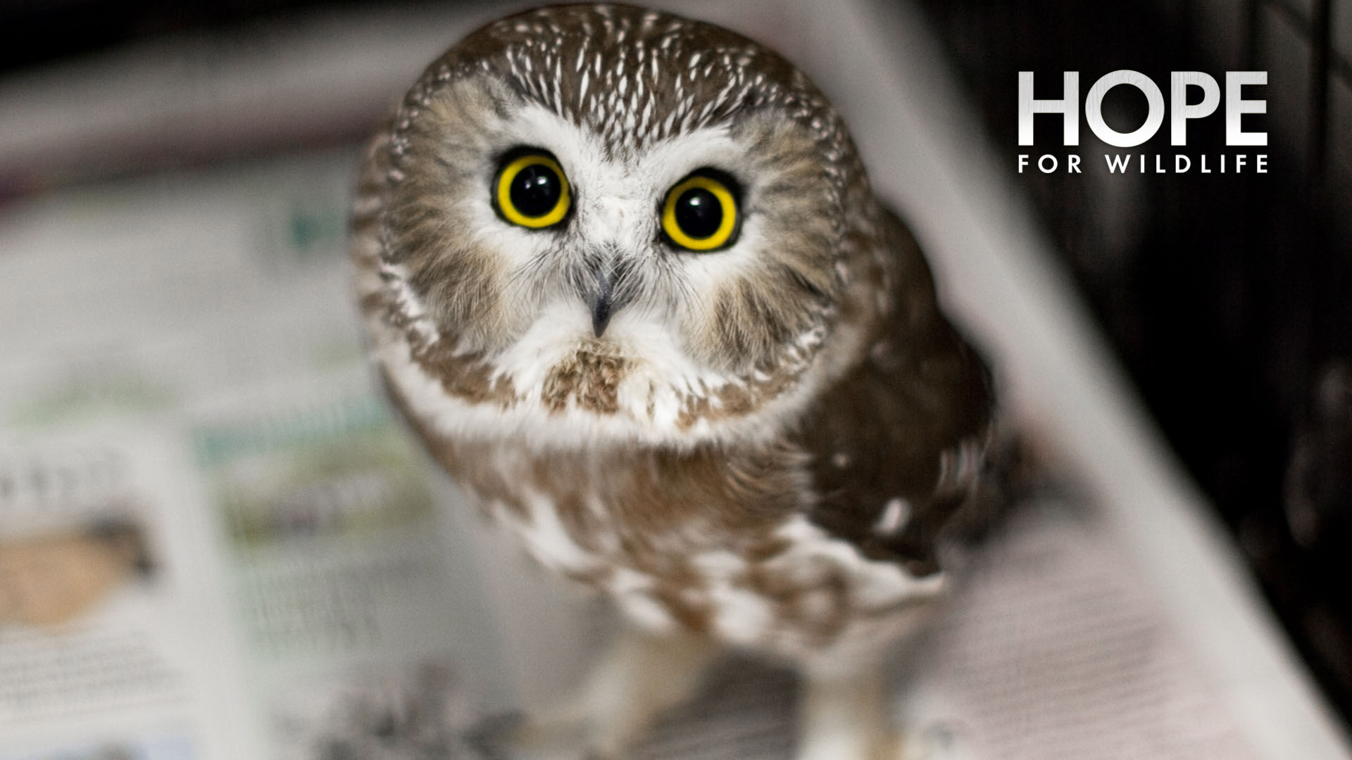 Hope for Wildlife (TV Series 2016 Now)