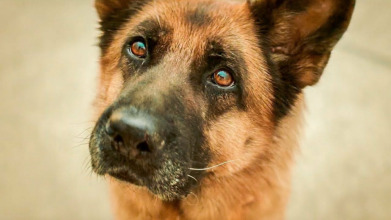 A Dog Named Palma (2020)