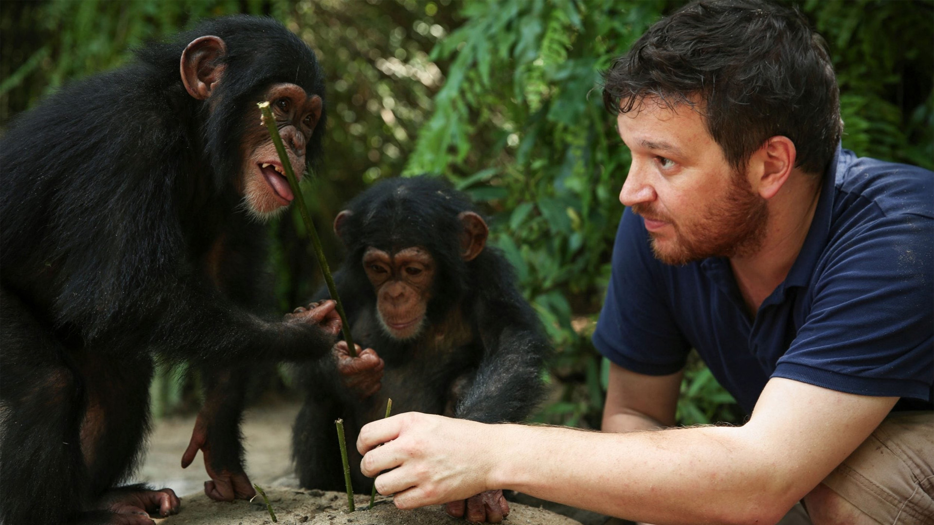 Baby Chimp Rescue (TV Series 2020 - Now)